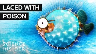 What’s Inside A Puffer Fish [upl. by Seuqirdor689]