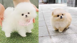 Cutest Teacup Pomeranian Puppies Compilation 2 [upl. by Kenric]