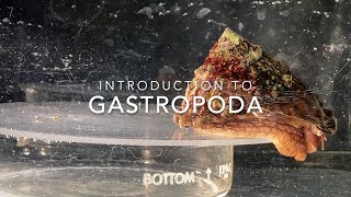 Introduction to Gastropoda [upl. by Filomena209]