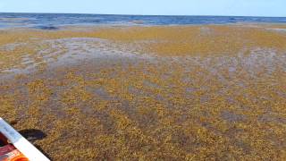 Offshore sargassum Caribbean [upl. by Onfre643]