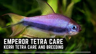 Kerri  Emperor  Royal Tetra Care Guide  How to Breed and Keep Inpaichthys Kerri [upl. by Hak]