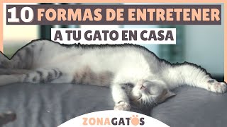 10 formas de ENTRETENER A TU GATO dentro de casa [upl. by Castillo98]