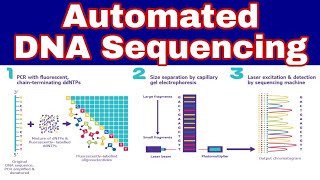 Automated DNA Sequencing  Ibad Biology [upl. by Brandtr108]