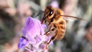 How bees turn nectar into honey [upl. by Oam158]