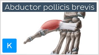 Abductor pollicis brevis muscle  Oamp I Function amp Innervation  Anatomy  Kenhub [upl. by Winola]