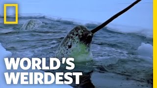 Narwhals  Worlds Weirdest [upl. by Ahsel]