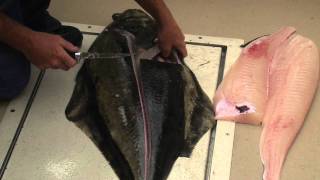 How to fillet a halibut [upl. by Emmery]