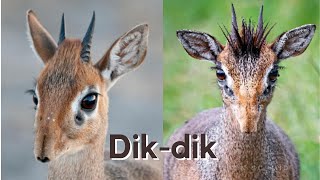 What are Dik dik [upl. by Rekyr]