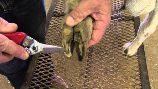 How to Trim Goat Hooves [upl. by Etnaihc]