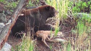 Bear eats elk calf alive  RAW uncut version  Yellowstone National Park [upl. by Honna]