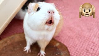 Guinea Pig MEGA Squeak and Noises Compilation [upl. by Eelahc]