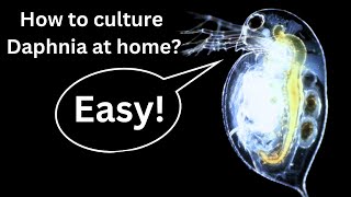 BEST Live Fish Food Beginner guide How to Culture Daphnia at home [upl. by Htebezile]