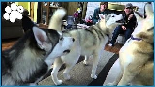 4 HUSKIES HOWLING TOGETHER [upl. by Rossner]