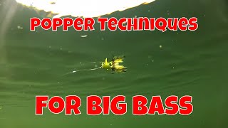 FLY FISHING TECHNIQUES FOR BIG BASS [upl. by Levenson]