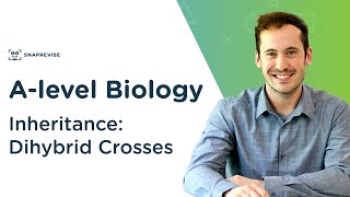 Inheritance Dihybrid Crosses  Alevel Biology  OCR AQA Edexcel [upl. by Tohcnarf703]