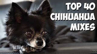 Top 40 Most Popular Chihuahua Mixes 🐶 2020 [upl. by Poole850]