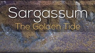 Sargassum The Golden Tide [upl. by Sansen]