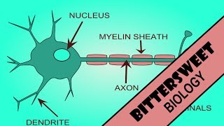 Action Potential Explained  The Neuron [upl. by Nodla]