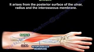 Abductor Pollicis Longus  Everything You Need To Know  Dr Nabil Ebraheim [upl. by Summer955]