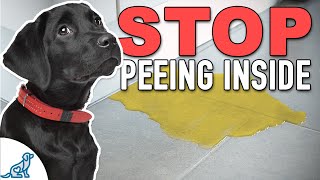 Stop Accidents Indoors With THIS Puppy Potty Training Plan [upl. by Atinhoj]