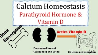 Calcium homeostasis Parathyroid hormone and Vitamin D [upl. by Barbette720]