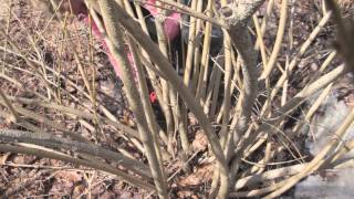 How to Prune Forsythia [upl. by Ailev253]