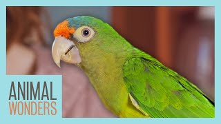 Parrot Care Basics  Compilation [upl. by Kcirevam]