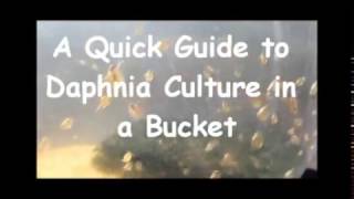 How to culture daphnia outside [upl. by Auka]