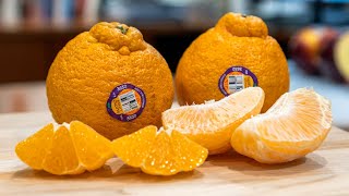 SUMO Citrus TASTE TEST [upl. by Lucienne486]