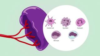 Immunity in spleen [upl. by Yeslek]