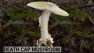 How To Spot The Worlds Deadliest Mushroom [upl. by Cinda]