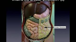 Anatomy  Major Organs amp Abdominopelvic QuadrantsRegions [upl. by Raimondo]