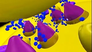 Curare 3D Animation  Nerve Cell Toxins [upl. by Ylerebmik]