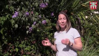 How to Prune Clematis Plants [upl. by Pyle]