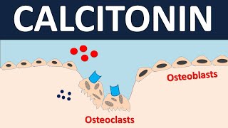 Calcitonin for bone disorders  Osteoporosis amp Pagets disease [upl. by Averi174]