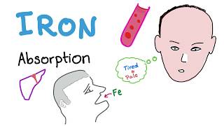 Iron Studies  Iron Absorption  Ferrous Fe2 Ferric Fe3 TIBC Transferrin  Part 1 [upl. by Hurty4]