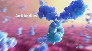 GCSE Biology  Monoclonal Antibodies 40 [upl. by Zadack]