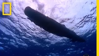 Sperm Whale Diving  National Geographic [upl. by Terr947]