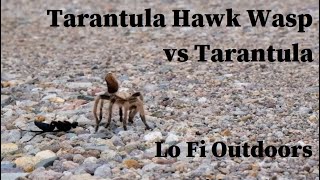 Tarantula Hawk Wasp  Pepsis  vs Tarantula [upl. by Kraska223]