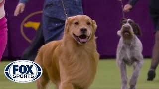 Daniel the golden retriever wins Sporting Group at 2020 Westminster Dog Show  FOX SPORTS [upl. by Aitnuahs]