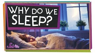 Why Do We Need Sleep [upl. by Aerdnaxela]