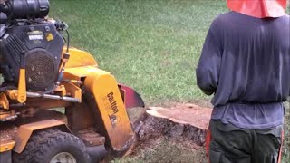 Professional Stump Grinding  How Stump removal Is Done [upl. by Lohrman879]