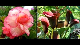 Overwintering Begonias amp Calla Lilies  easy guide [upl. by Hamilah153]