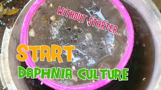 How to culture daphnia moina the easy way 1  Starting the Daphnia culture [upl. by Ada]