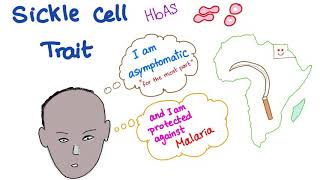 Sickle Cell Trait [upl. by Rolyks649]