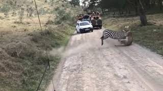 Intense fight between zebra and lioness [upl. by Perkins]