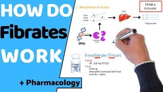 How do Fibrates Work  Pharmacology [upl. by Ahtrim]