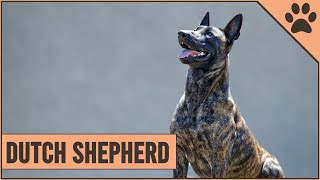 Dutch Shepherd Dog Breed Information [upl. by Eolc]