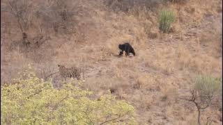 Tiger vs Sloth Bear at the Ranthambor national Park Rajasthan India [upl. by Ahseal709]