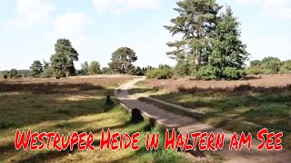 Heidelandschaft Westruper Heide in Haltern am See [upl. by Laurena709]